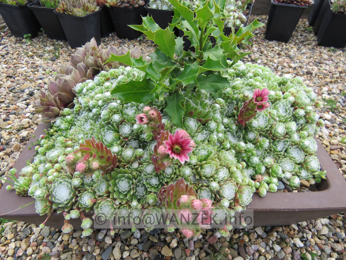 Sempervivum arachnoides  01.JPG